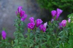 庭に咲いた花2