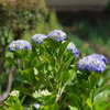 紫陽花