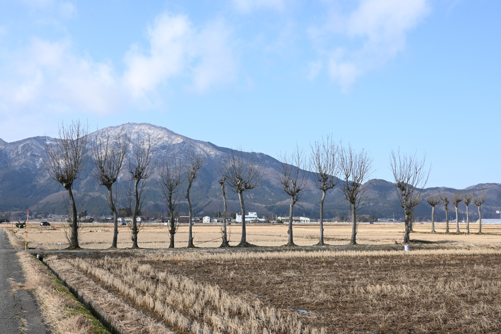 ハザ木　DSC_0073