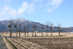 ハザ木　DSC_0073