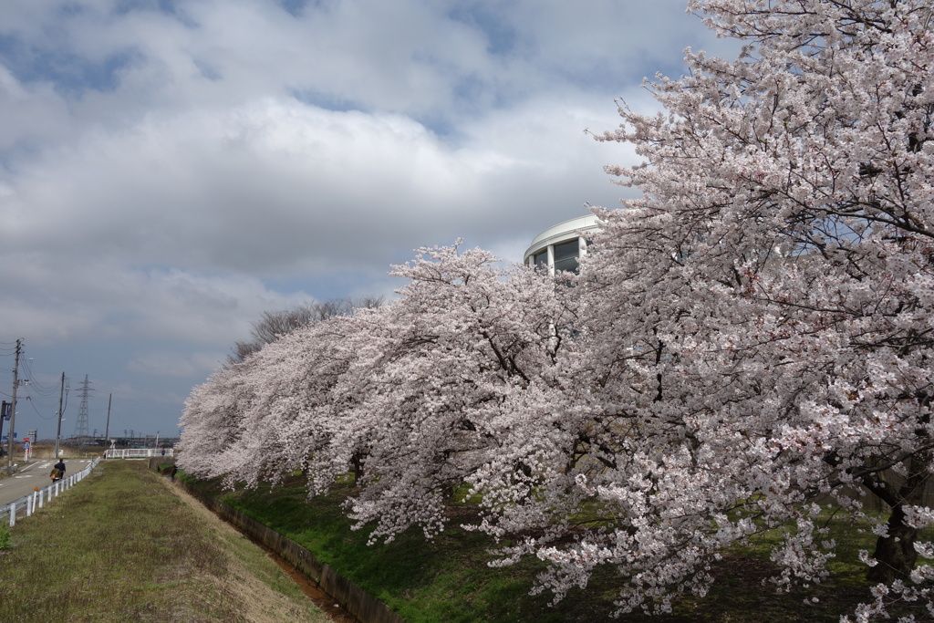 sakura DSC00569