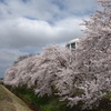 sakura DSC00569
