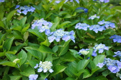 紫陽花　DSC00703