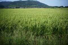 田園風景　DSC00811