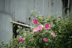 庭のバラ6