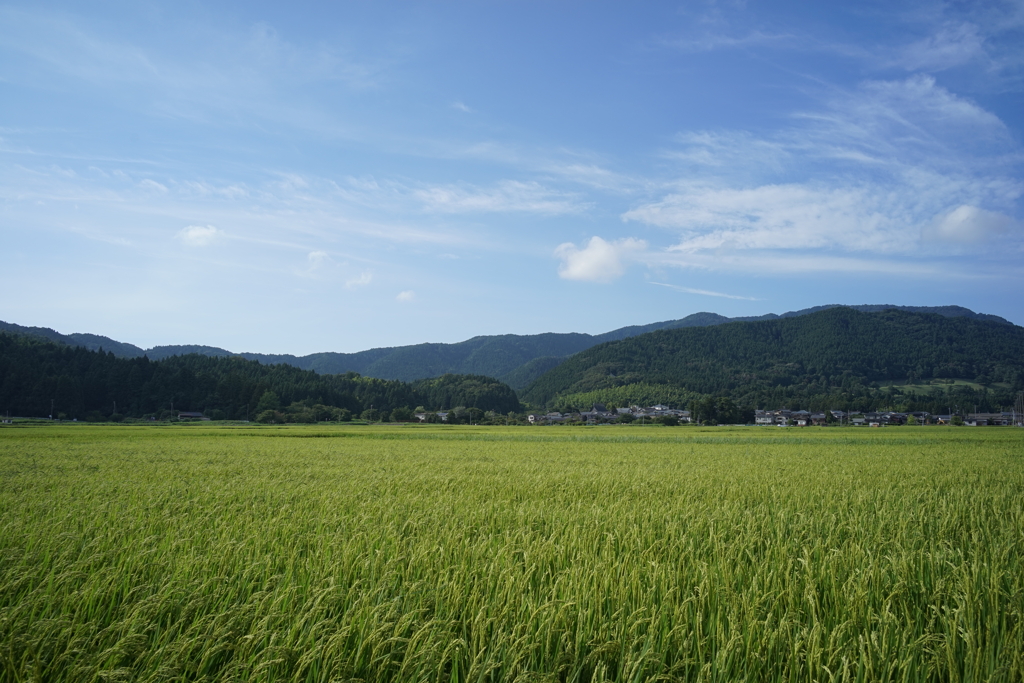 田園風景　DSC00784