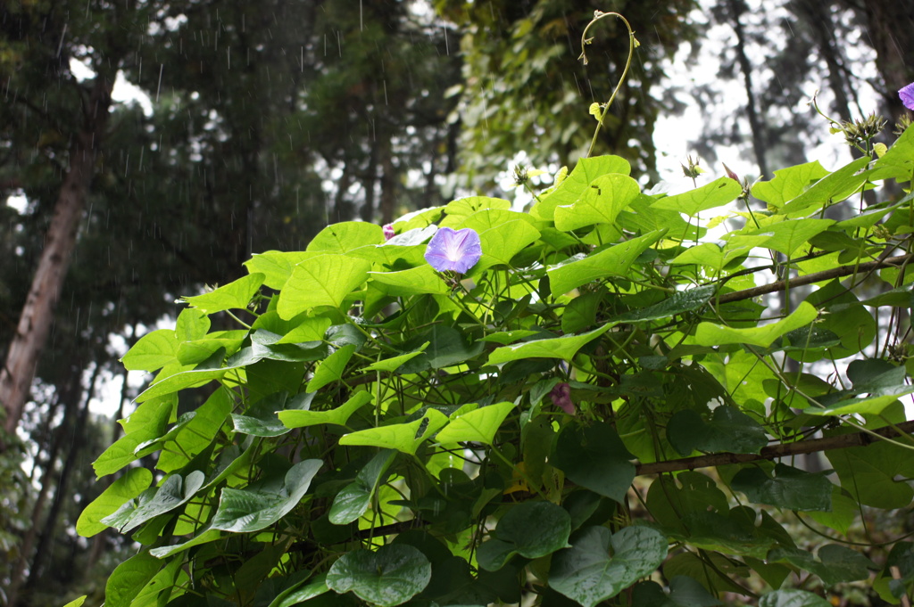 静かな雨　DSC00022