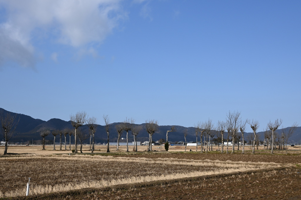 ハザ木　DSC_0108