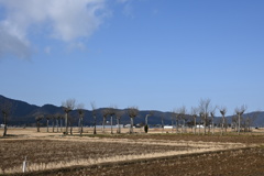 ハザ木　DSC_0108