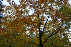 紅葉ブナ　DSC00955