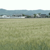 麦畑1