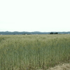 麦畑2