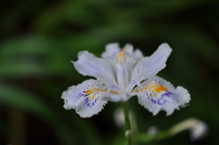 シャガ　DSC_0050