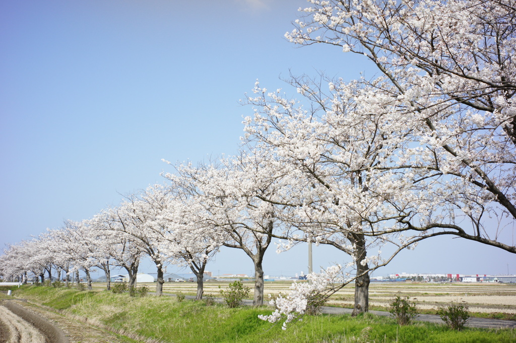 桜並木　DSC00609