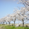桜並木　DSC00609