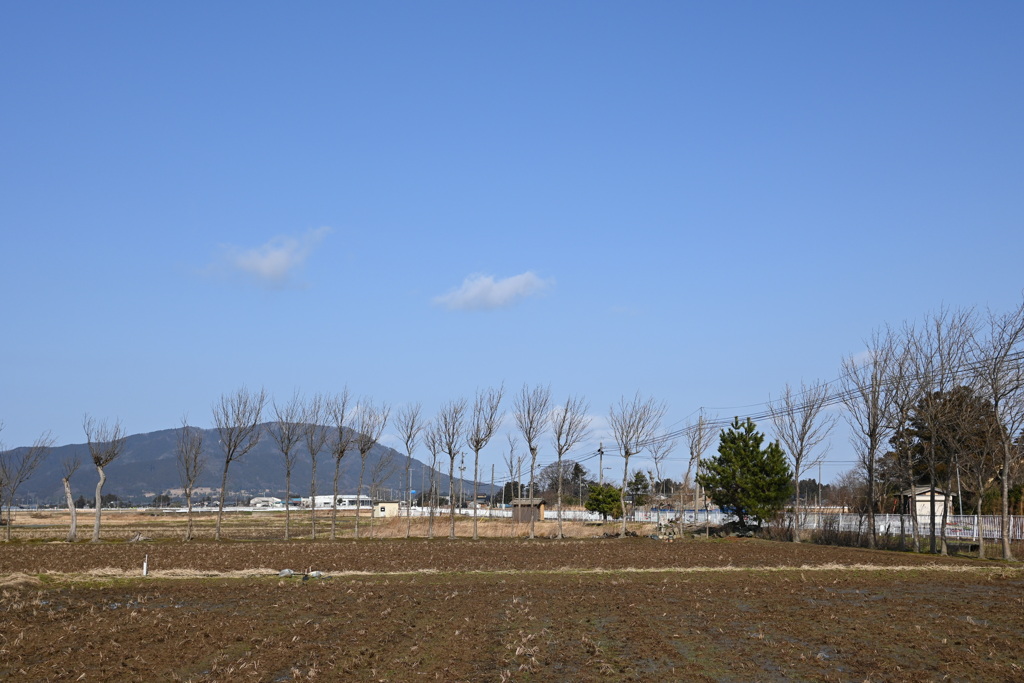 ハザ木　DSC_0106