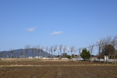 ハザ木　DSC_0106