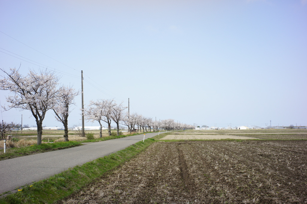 桜並木　DSC00582