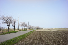 桜並木　DSC00582