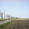 桜並木　DSC00582