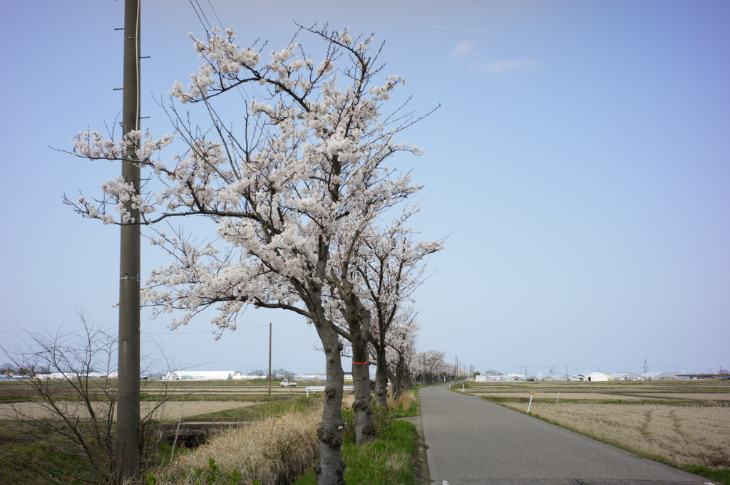 桜並木　DSC00587