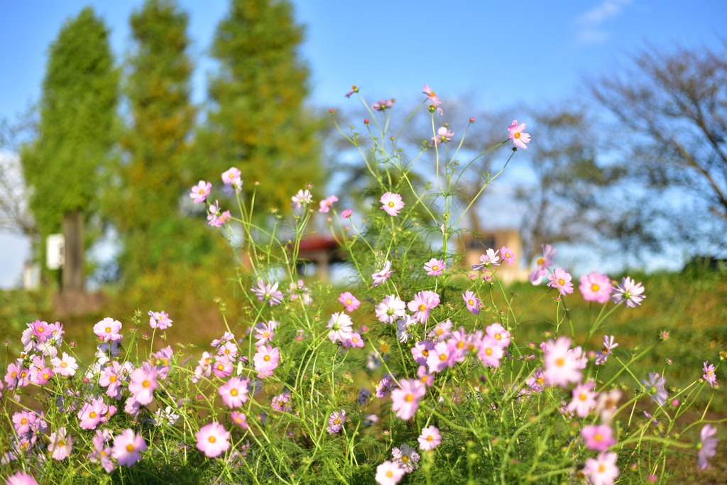コスモス　DSC_1352