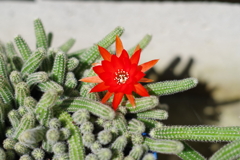 サボテンの花
