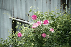 庭のバラ5