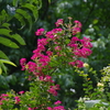 百日紅　IMGP3932