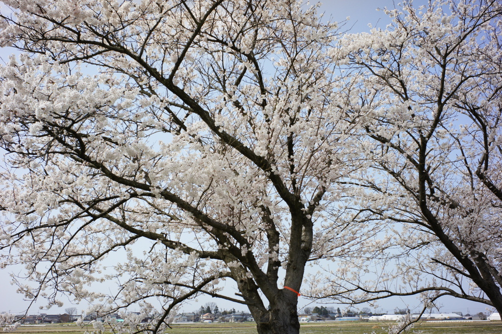 Sakura DSC00596