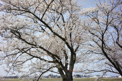 Sakura DSC00596