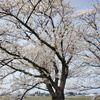 Sakura DSC00596