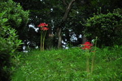ヒガンバナ　DSC_0012