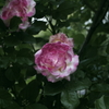 庭のバラ1