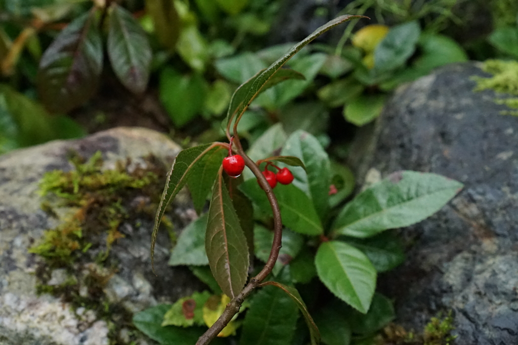 ヤブコウジ　DSC00926