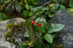 ヤブコウジ　DSC00926