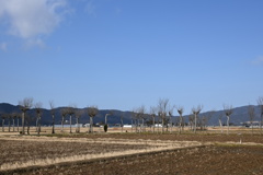 ハザ木　DSC_0109