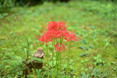 ヒガンバナ　DSC_1240