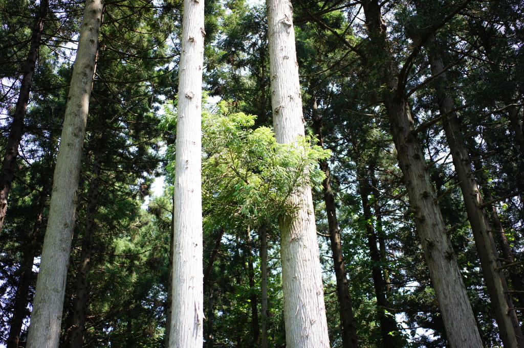 杉　DSC00646