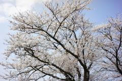 sakura DSC00597