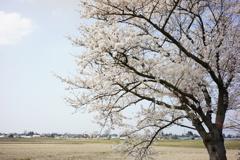 Sakura DSC00595