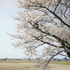 Sakura DSC00595