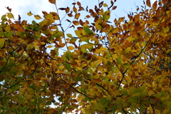 紅葉ブナ　DSC00958