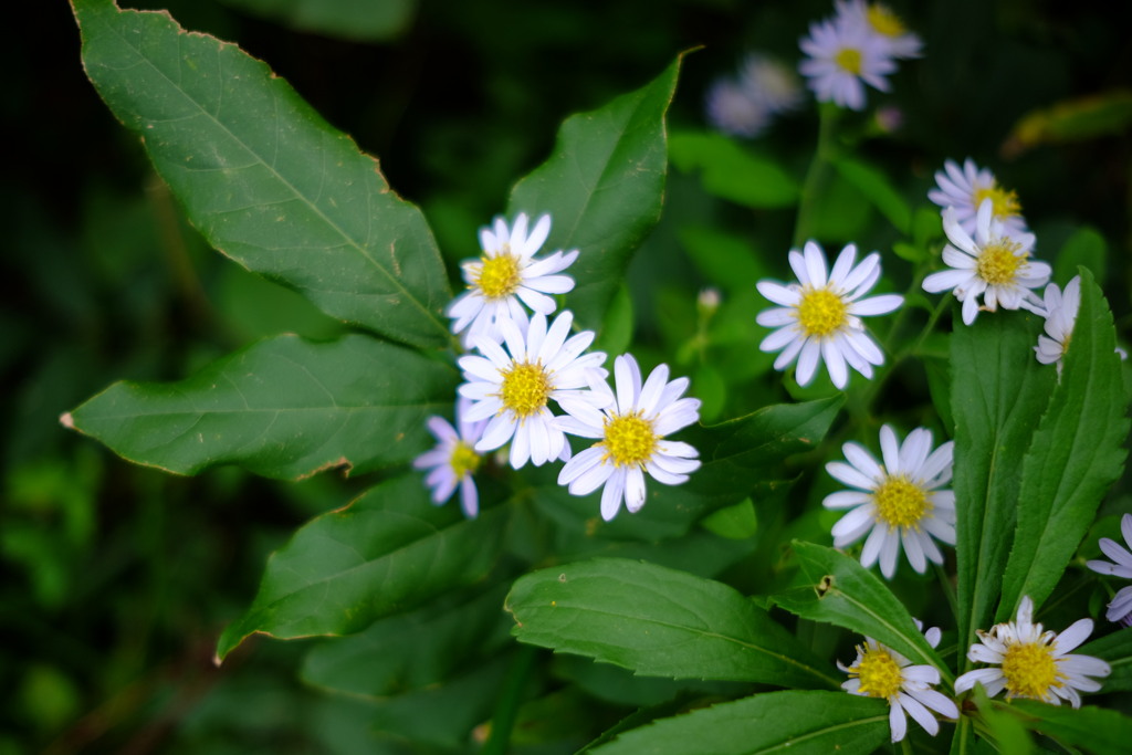 ノコンギク　DSCF6108