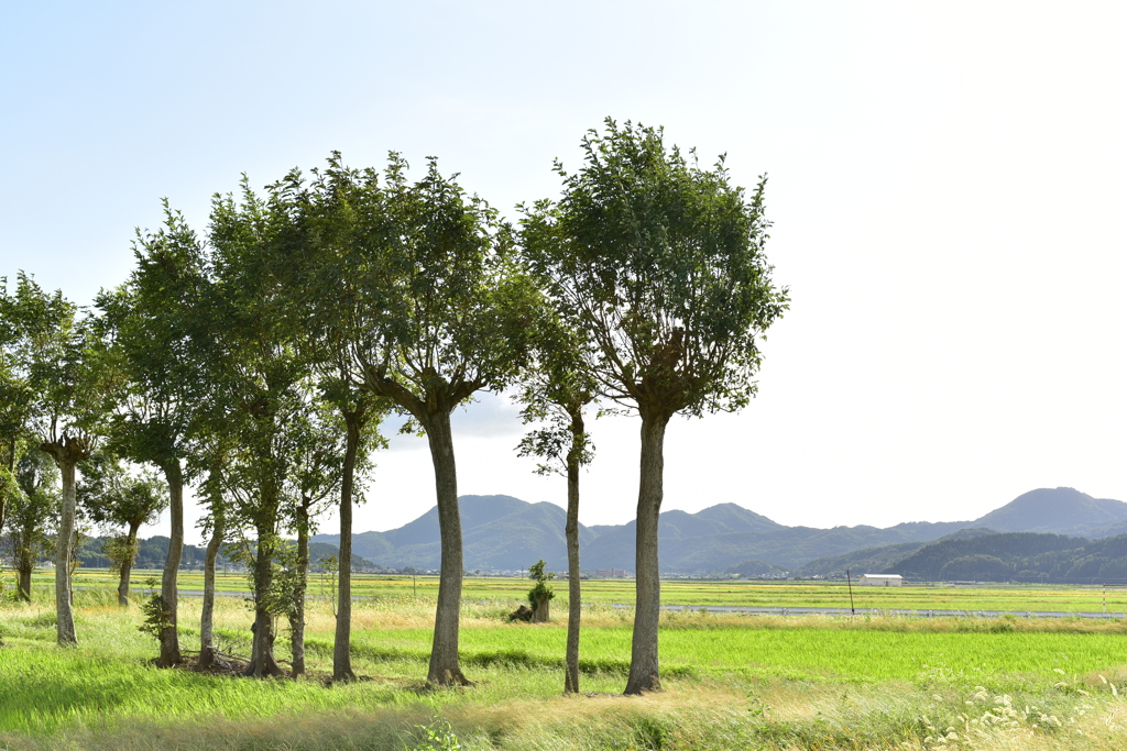 夏井のハザ木　DSC_1191