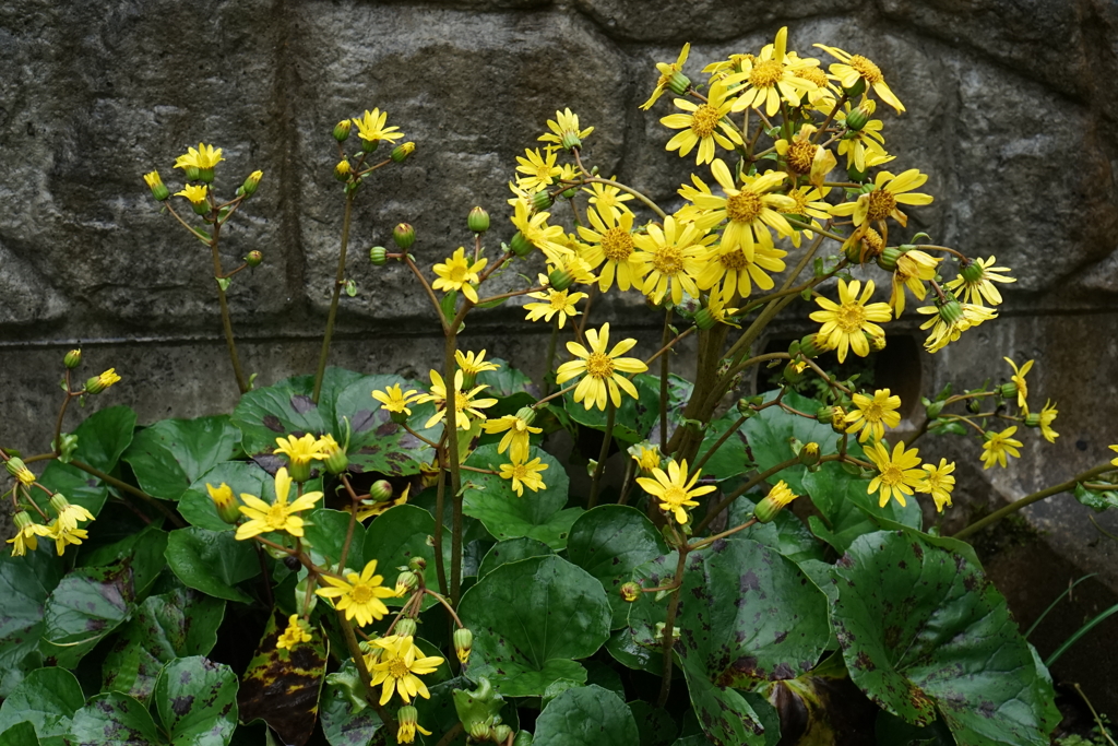 ツワブキ　DSC00922