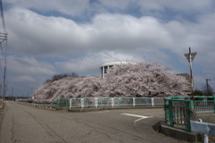sakura DSC00571