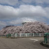sakura DSC00571