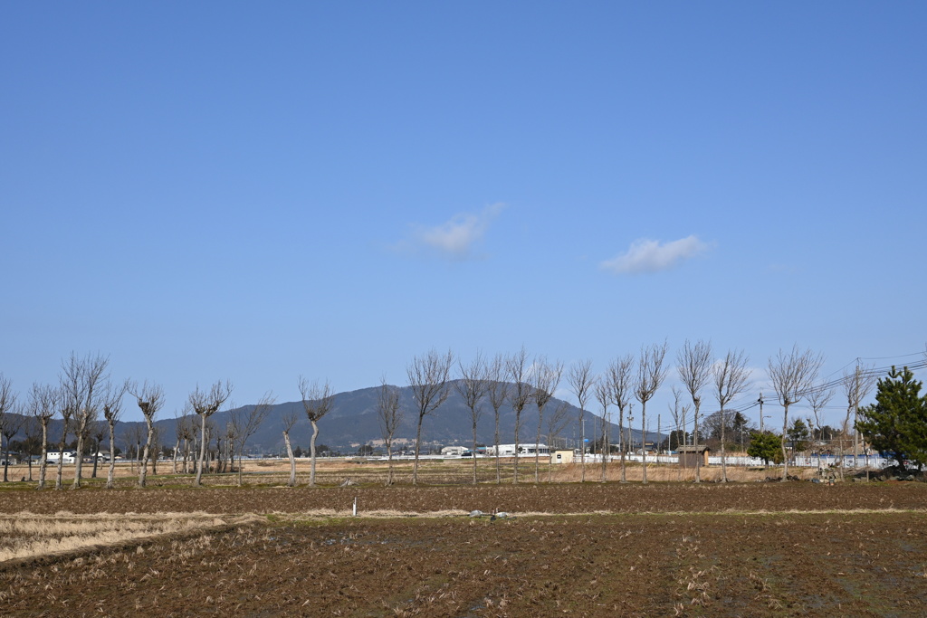 ハザ木　DSC_0107