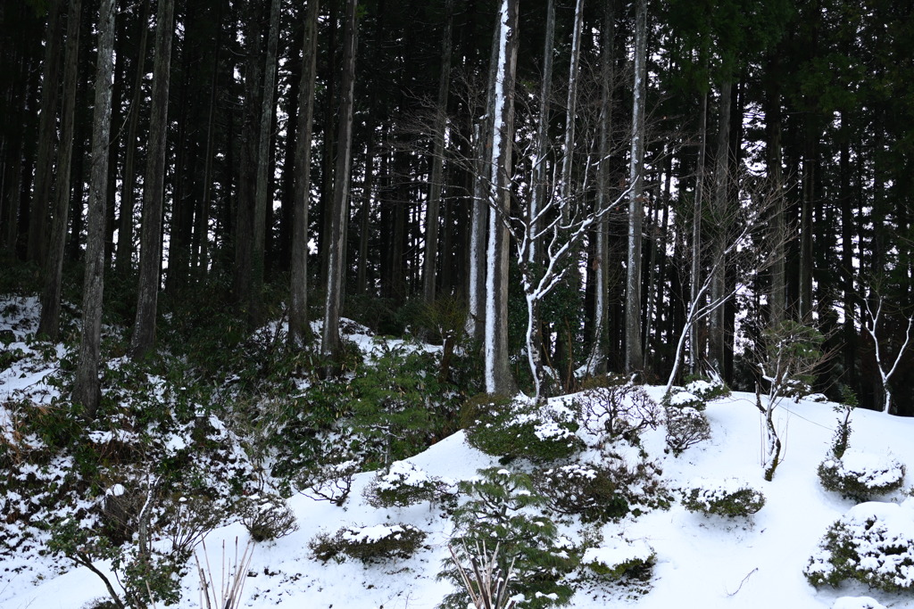 自宅前　DSC_0069